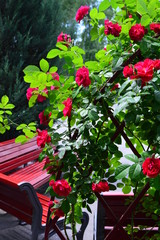 seamless background with roses