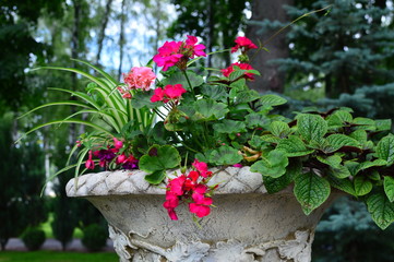 red flowers in the garden