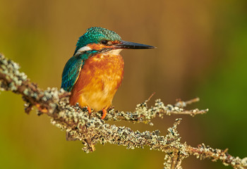 Kingfisher (Alcedo atthis) close up