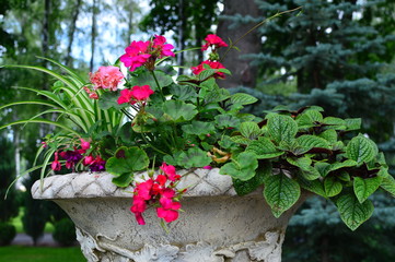 red flowers in the garden