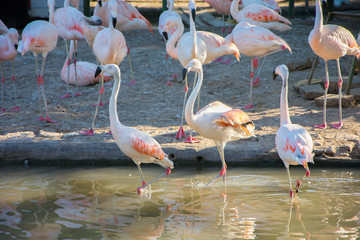 Greater Flamingo (Phoenicopterus roseus) on the wate