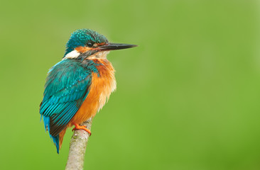 Kingfisher (Alcedo atthis) close up
