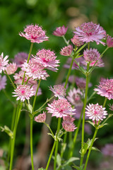 Astrantia major Roma