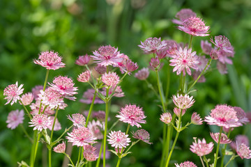Astrantia major Roma
