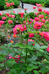 Fototapeta na wymiar seamless background with roses