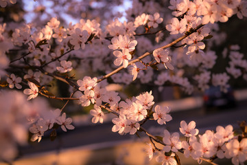 tree with beautiful pink blossoms in spring time Germany