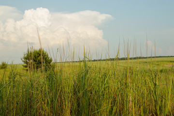 spring wild flowers on a field