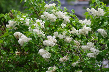 flowers in the garden