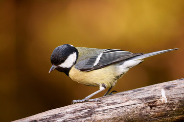 Obraz premium close-up of an isolated great tit bird perching on a branch in nature - parus major / Germany 2019