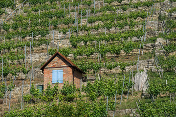 Obraz na płótnie Canvas steep vineyard with vineyard houses in the wine growing district along side of river Neckar, near Stuttgart, Germany