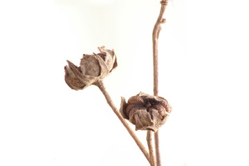 Sometimes the little things are the most beautiful.