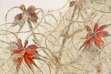 Sometimes the little things are the most beautiful.