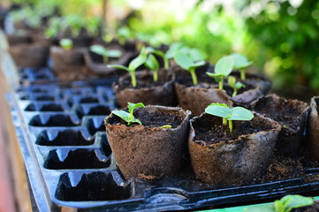 seedlings of plant seedlings in small pots