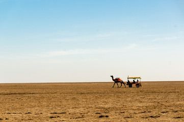 Camel cart on the wide expanse of Rann of Kutchh gujarat india