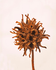 Sometimes the little things are the most beautiful.