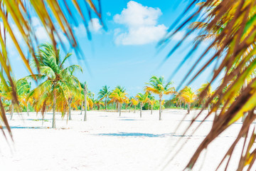 Palm trees on white sand beach. Playa Sirena. Cayo Largo. Cuba.