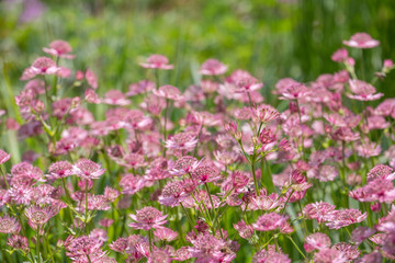 Fototapeta premium Astrantia major Roma