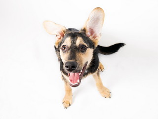 Mixed breed dog portrait on the white