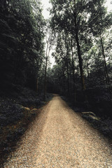 Beautiful mystical forest in autumn