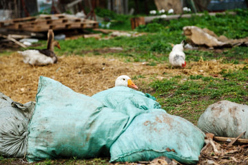 Goose hiding behind sacks on the yard