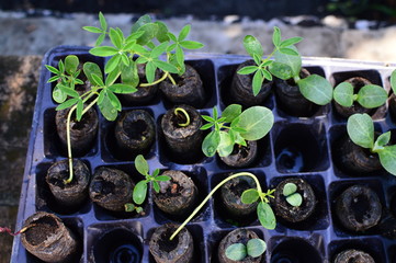seedlings of plant seedlings in small pots