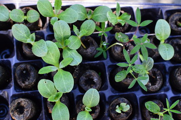 seedlings of plant seedlings in small pots