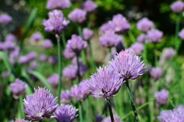flowers in the garden