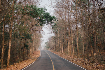 Road and forest in summer