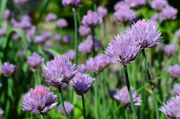 flowers in the garden