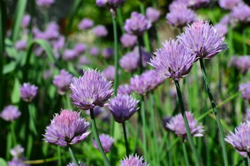Obraz premium flowers in the garden