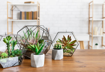 Indoor plants in pots and florariums. House plants in interior concept.