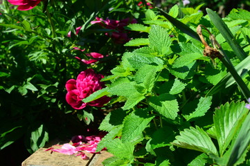 red flowers in the garden