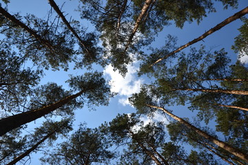 trees and sky