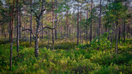 panorama of green forest with pine trees and flowers in the background