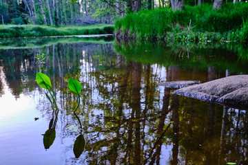 Fototapeta premium green leaves protrude from the surface of a river in the forest