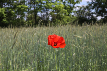 red poppy in field