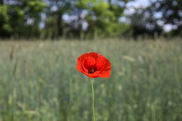 red poppy in field