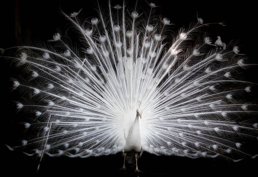Rare White Peacock on Dark Background