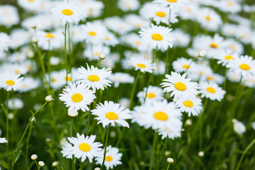 Obraz premium Summer meadow with white daisies.