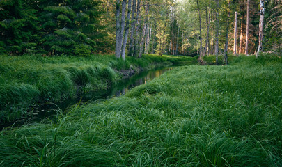 A stream leads through the forest with high grass in the foreground and sun in the background