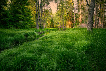 A stream leads through the forest with high grass in the foreground and sun in the background