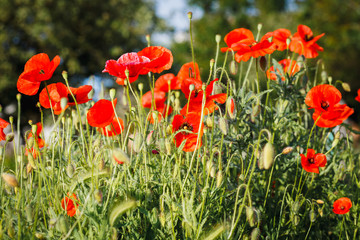 Meadow with red poppies in sunlight.