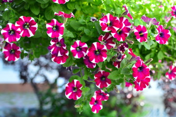 flowers in the garden
