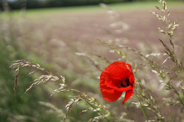 red poppy in field