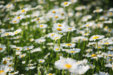 Summer meadow with white daisies.