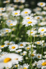 Fototapeta premium Summer meadow with white daisies.