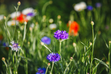 Fototapeta premium Summer meadow with cornflowers and poppies.