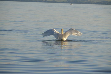 startender Schwan