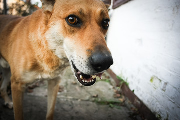 Funny and happy red dog enjoying