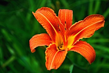 View of the flower Daylily